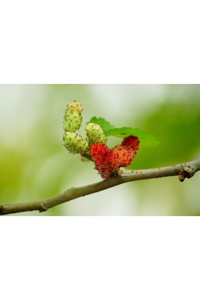 Шелковица Тортуоза (извилистая) - плоды